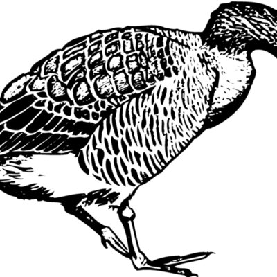 BIRD091 Thumbnail