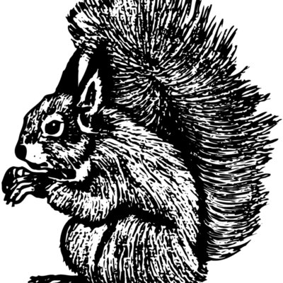 SQUER005 Thumbnail