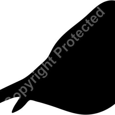 bird Thumbnail