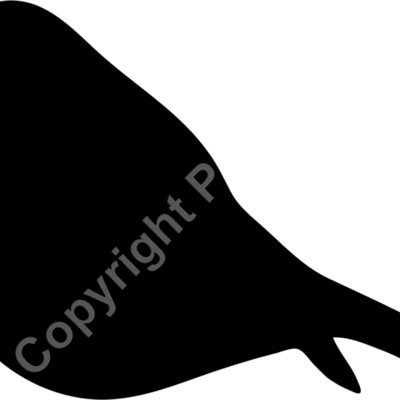 bird Thumbnail