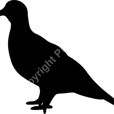 dove Thumbnail