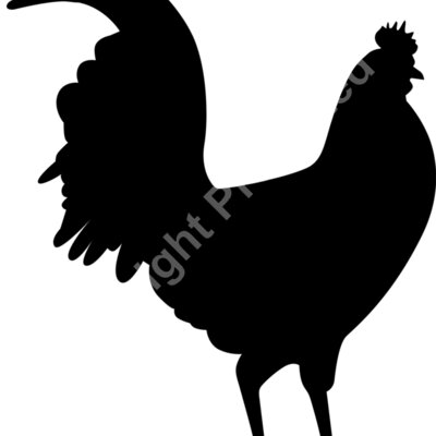 rooster 2 Thumbnail