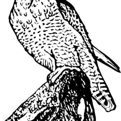 BIRD004 Thumbnail