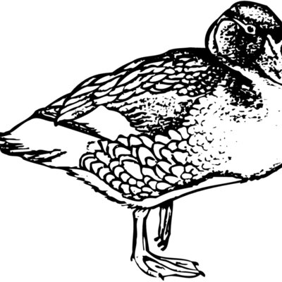 BIRD098 Thumbnail