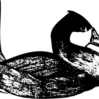 BIRD102 Thumbnail