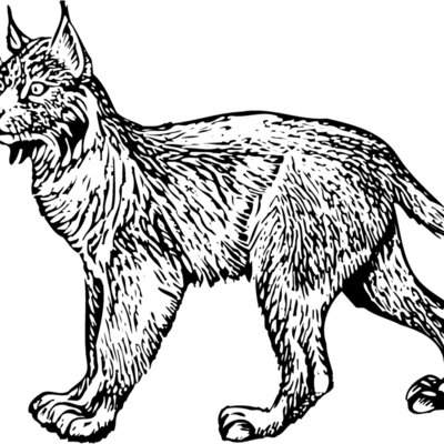 BOBCAT01 Thumbnail