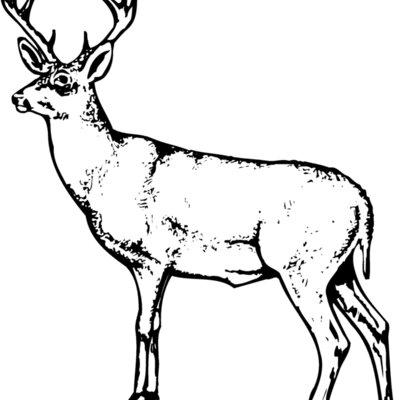 DEER026 Thumbnail