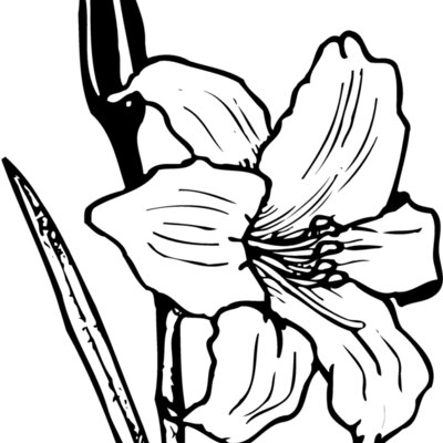 FLOWER12 Thumbnail